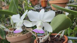 cattleya walkeriana amoenaMarine Rosa HCCAJOS [upl. by Aleekahs]