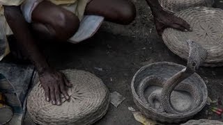 En Inde un festival de charmeurs de serpents très couru [upl. by Alleira]