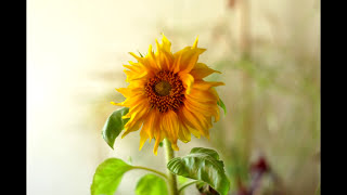 Proyecto Girasol  Time Lapse [upl. by Drannel]