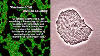 Distributed Cell Division Counter [upl. by Even]