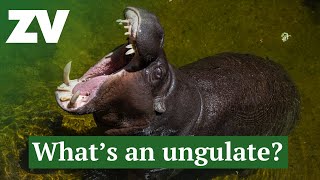 What is an Ungulate [upl. by Johannes]