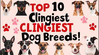 Top 10 Clingiest Dog Breeds  These Velcro Dogs Wont Leave Your Side part2 top10velcrodogbreeds [upl. by Dimmick194]