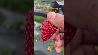 Strawberry picking at Melbourne [upl. by Ard]