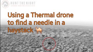 Using thermal to find a needle in a haystack 🐪 [upl. by Stauder]