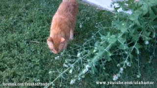 Harvesting amp Drying Catnip [upl. by Pazit]