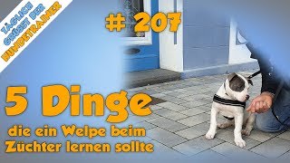 5 Dinge die Welpen schon beim Züchter lernen sollten Tipps für Adoption Kauf eines Hundes TGH 207 [upl. by Erasme]