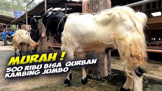 Hemat Jutaan Update Kambing Qurban Jumbo Jakarta Selatan [upl. by Thorman]