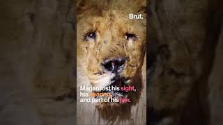 Marjan the lion killed by a bomb in Afghanistan [upl. by Barna47]