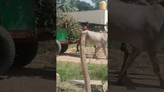 Hallikar cow pair carrying Loaded Bullock cart in Madegowdana Doddi Sathanur Hobli [upl. by Eneryc]