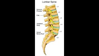 Two Minutes of Anatomy Lumbar Spine [upl. by Araeic]