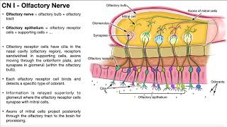 Cranial Nerve I  Olfactory Nerve  Origin Structure Function and Testing [upl. by Akerboom]