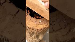 The most dangerous wasp 😳😱 facts knowledge shorts viralvideo animals wildlife world [upl. by Yanaton]