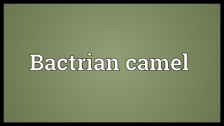 Bactrian camel Meaning [upl. by Forta]