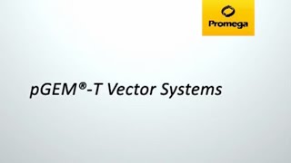 pGEMT Vector Systems Video [upl. by Nalym]