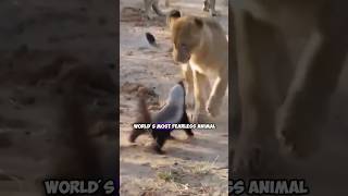 Honey Badgers Fearlessly Facing Off Against Lions in the Wild Rare Footage [upl. by Studnia633]