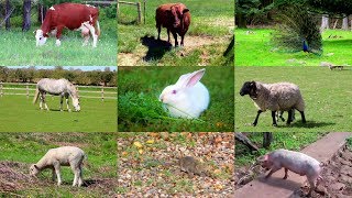 Animales de Granja para niños con vídeos [upl. by Lavicrep573]