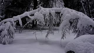 Winterwald im Erzgebirge [upl. by Cioban163]