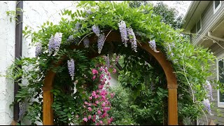 12 Vertical Gardening Ideas using Flowering Vines and Climbers [upl. by Semmes]