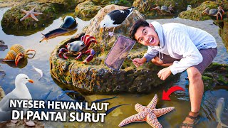 NYESER HEWAN LAUT APAPUN DI PANTAI SURUT UJUNG GENTENG SUKABUMI [upl. by Kenison]