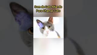 SOM DE GATO MIANDO [upl. by Tai]