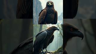 Eagle vs Vulture vs  falconcrow seagull toucan bird Macow pigeon [upl. by Naghem]