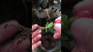 One more way to grow Kalanchoe pinnata flowers [upl. by Goldy]