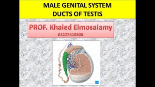 Histology ducts of testis Male genital system  histology of epididymis [upl. by Auot39]