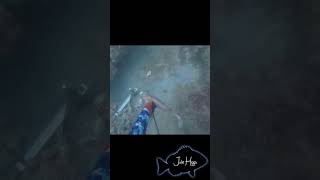 Spearfishing hogfish [upl. by Assiluj]