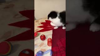 funny little katten play [upl. by Halullat993]