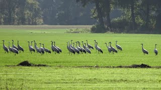 Kraniche  Cranes  im ElbeWeserDreieck [upl. by Cazzie]