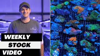 Ep 39 Eye Catching Coral Weekly Stock Video 72624 [upl. by Shaun130]