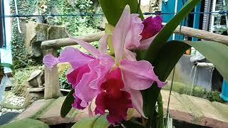 Laelia purpurata var Atropurpurea x Cattleya dowiana 4n [upl. by Araec]