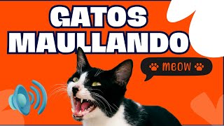 Gatos Maullando  Mira como reacciona tu Gato  Sonidos de Gatos  Maullidos para atraer a tu Gato [upl. by Elehcim147]