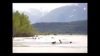 Alaska  Eagles on the Chilkat River  a CaravanGypsy Video [upl. by Ahsener596]