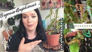 BEGONIA AMPHIOXUS  Care Tips and Tricks [upl. by Kimura]