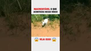 SUCURI DEVORA BOI INTEIRO NO PANTANAL 😰 [upl. by Eneiluj]