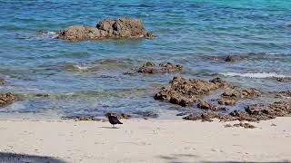 Variable oystercatchers at Hobbs beach  TiriTiri Matangi  New Zealand  New Zealand Birds [upl. by Ahselet388]