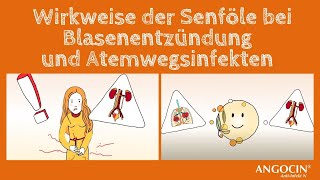 ANGOCIN Wirkweise der Senföle bei Blasenentzündung und Atemwegsinfekten [upl. by Wallraff]