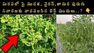 Thrips control in chilliమిరపలో పై ముడత వైరస్ తామర పురుగునివారణకు వాడవలసిన బెస్ట్ మందులు [upl. by Benji]