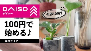 【ダイソー 観葉植物】見つけたら即買い！100円で始めるボタニカルライフ！ [upl. by Iveksarap]