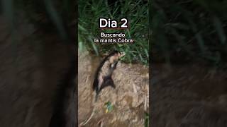 Dia 2 Buscando a la Mantis Cobra 🌎 [upl. by Aner]