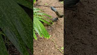 Wild chachalaca flock  Playa del Carmen Mexico tropical Caribbean jungle city bird life nature [upl. by Arlo]