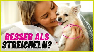 6 Dinge die Hunde mehr lieben als gestreichelt zu werden [upl. by Erodasi]