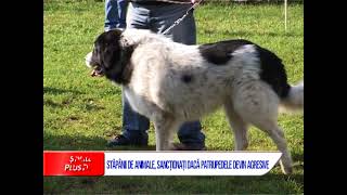 STĂPÂNII DE ANIMALE SANCȚIONAȚI DACĂ PATRUPEDELE DEVIN AGRESIVE [upl. by Onilatac874]