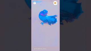 Indian fental pigeon ❤️viral pigeon pigeonpigeon trending trendingshorts kabootar [upl. by Esimorp87]