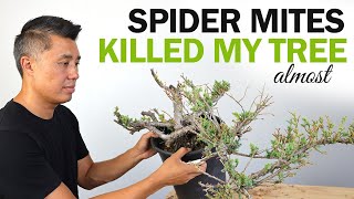 Spider Mites Killed my Tree almost Dealing with Bonsai Pests Failures and Mistakes [upl. by Kelbee]