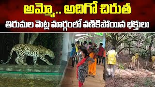 Leopard Spotted at Tirumala Hills Created Panic Among Devotees  Tirupati  Samayam Telugu [upl. by Nylsoj]