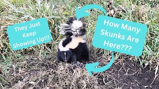 Out On The Line 2023 Ep 10  Muskrats and A Skunk [upl. by Fiester]