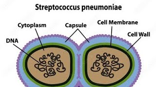 Streptococcus pneumoniae amp Diarrhea [upl. by Merlin418]