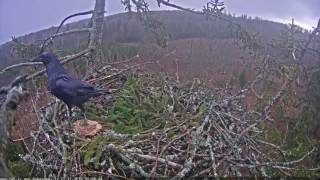 20161127 11h08m JE Raven in the nest eats Eagle came Raven out Eagle on the right tree [upl. by Kciredohr]